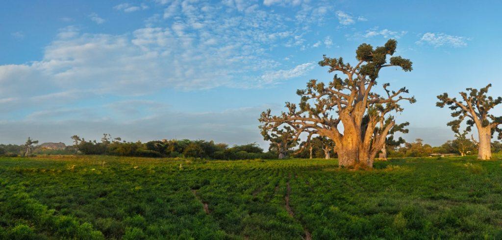 Circuit de Retraite – Niokolodge & Guéréo